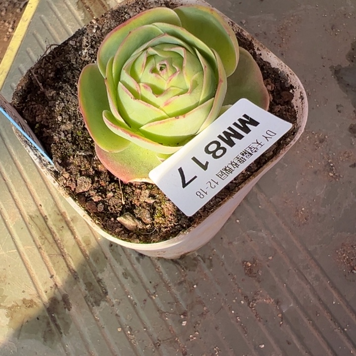 老***姐苗苗山地玫瑰多肉817
