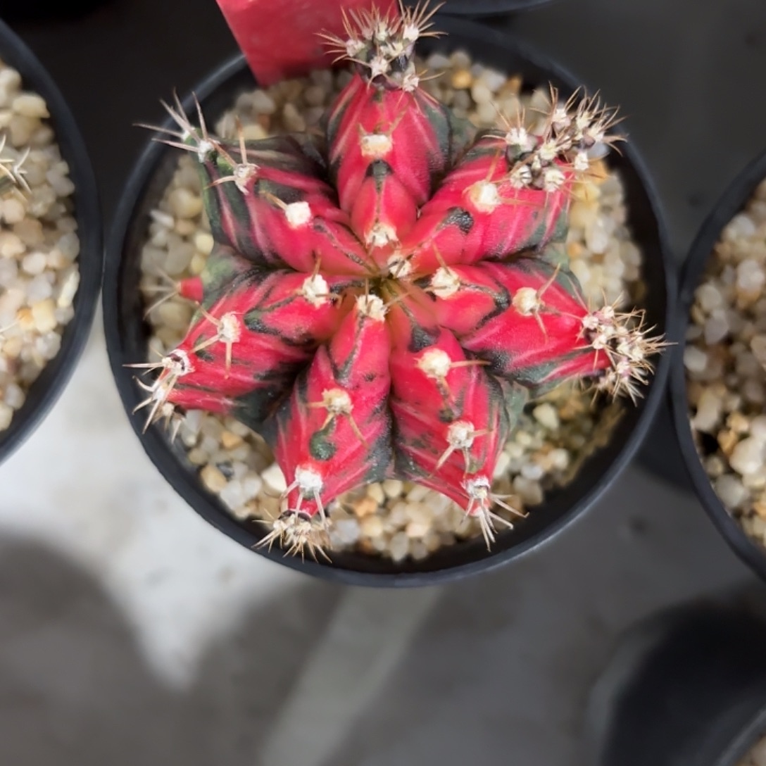 302-1119泰国发货多肉