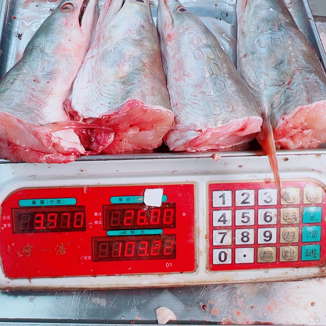 中国大陆四个鳗鱼头