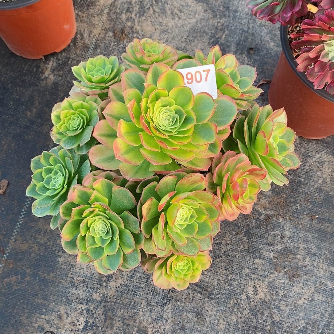 奶白锦907多肉法师