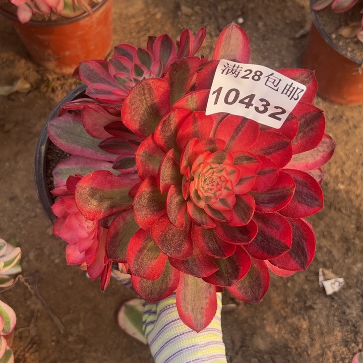 10432倾城多肉植物