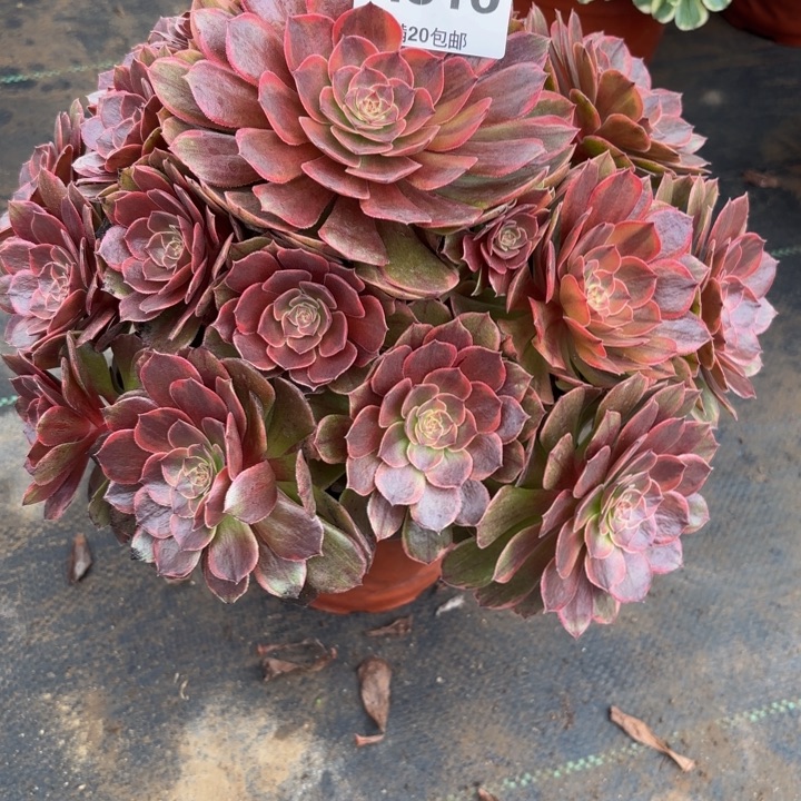 瑞妈，。。。。。816半夏