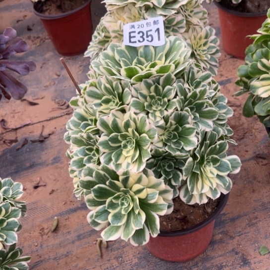 351迈巴赫不包断枝