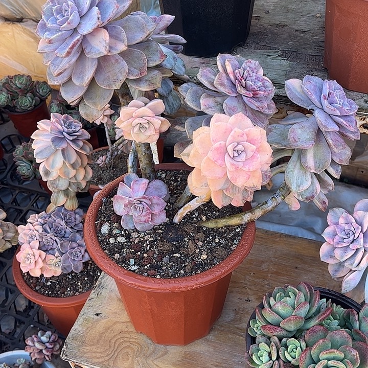 8***月紫乐锦群，一物一拍