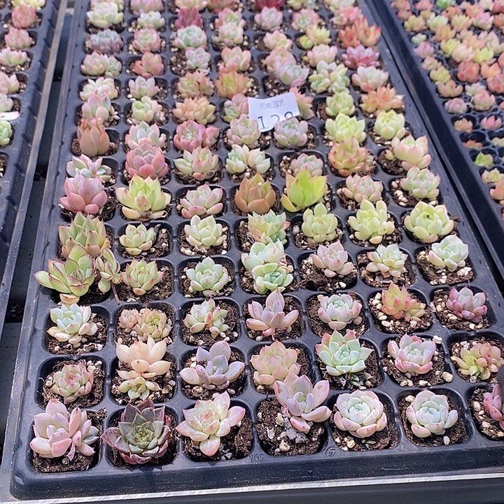 128 多肉植物盆栽花卉