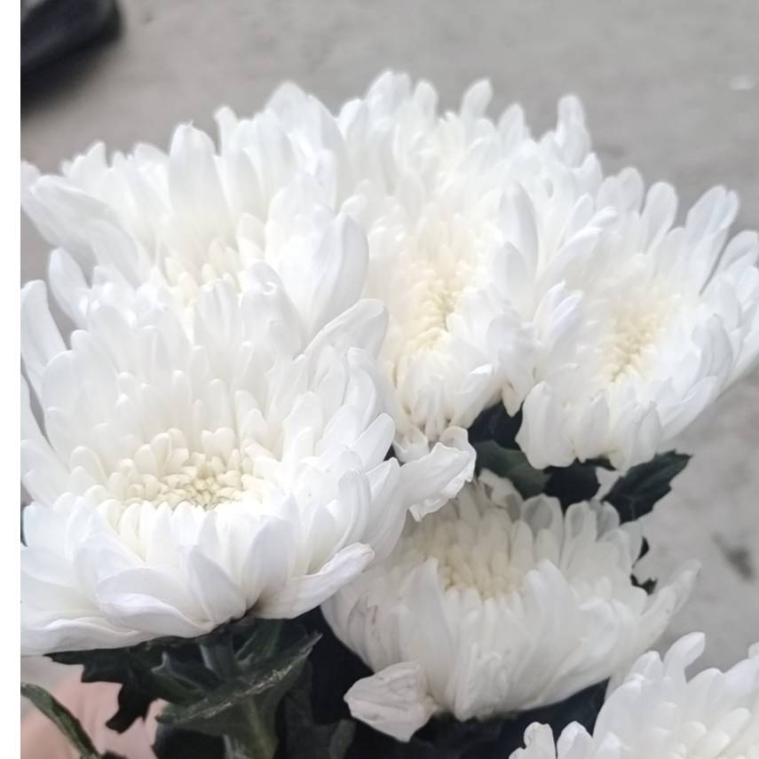 大菊花白色水养鲜切花新鲜发货云南基地顺丰包邮