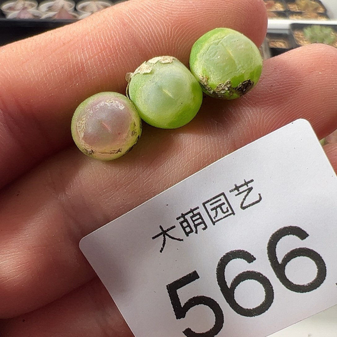 一物一拍。      微瑕福利566
