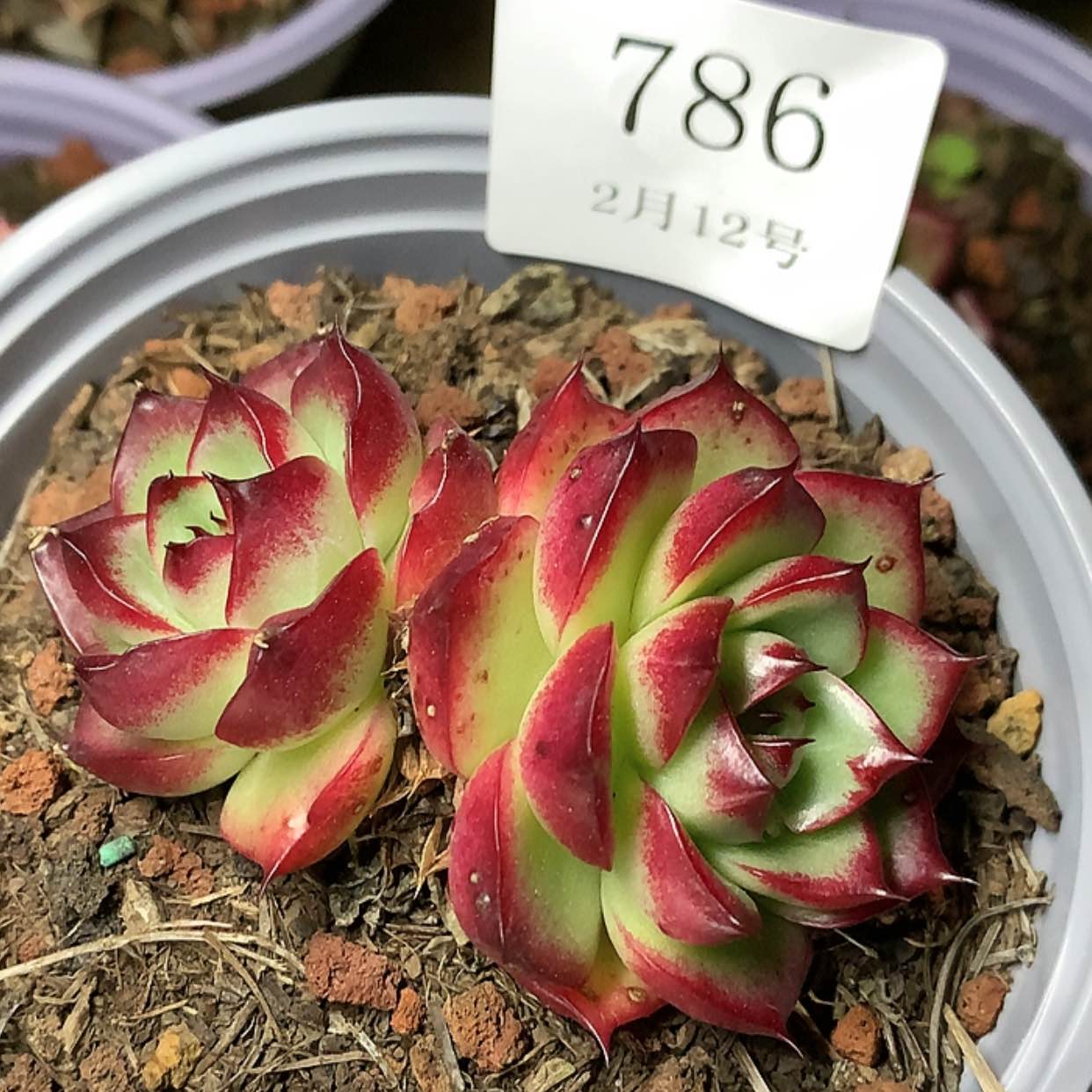 【闪购商品】云786