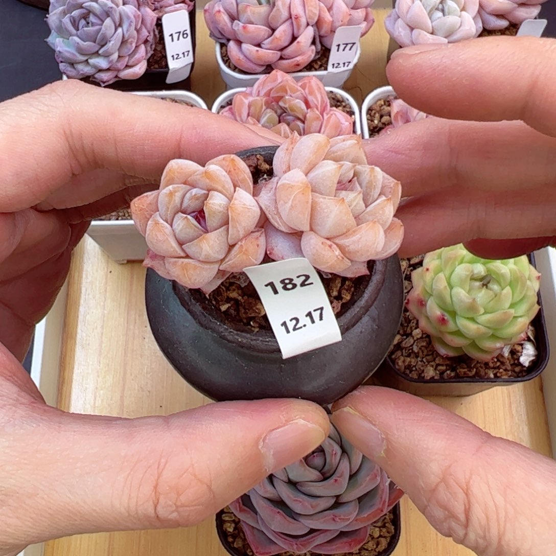 好好看182、哈哈哈哈