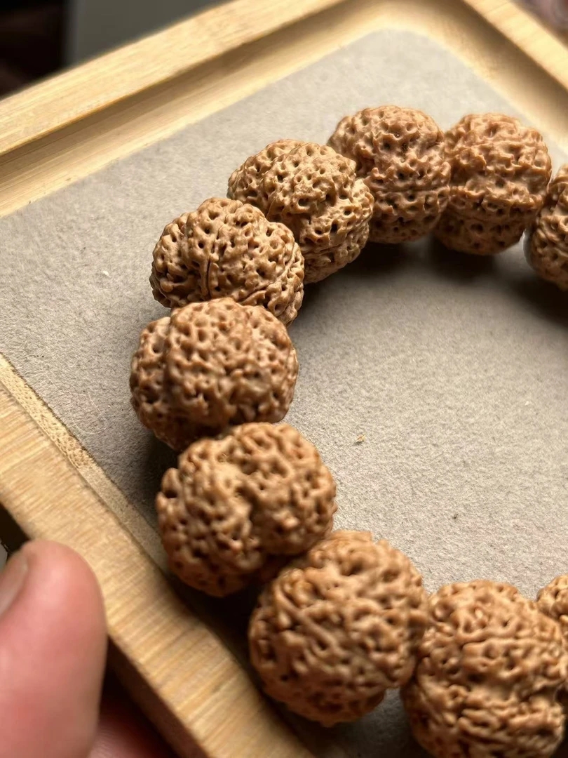 尼泊尔巨肉五瓣菠萝蜜蜂王