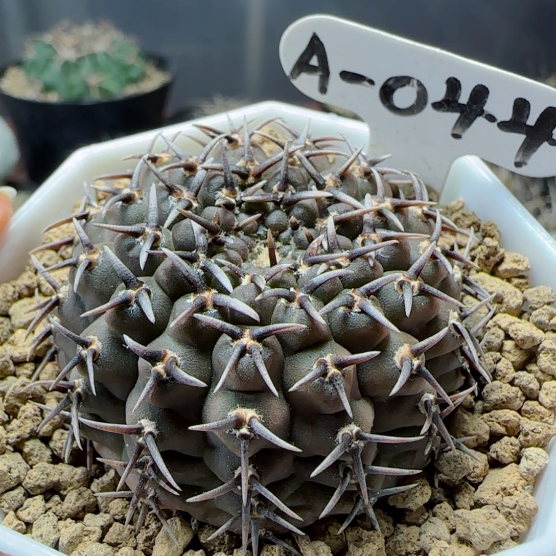 实生短豪刺黑刺凤头多肉