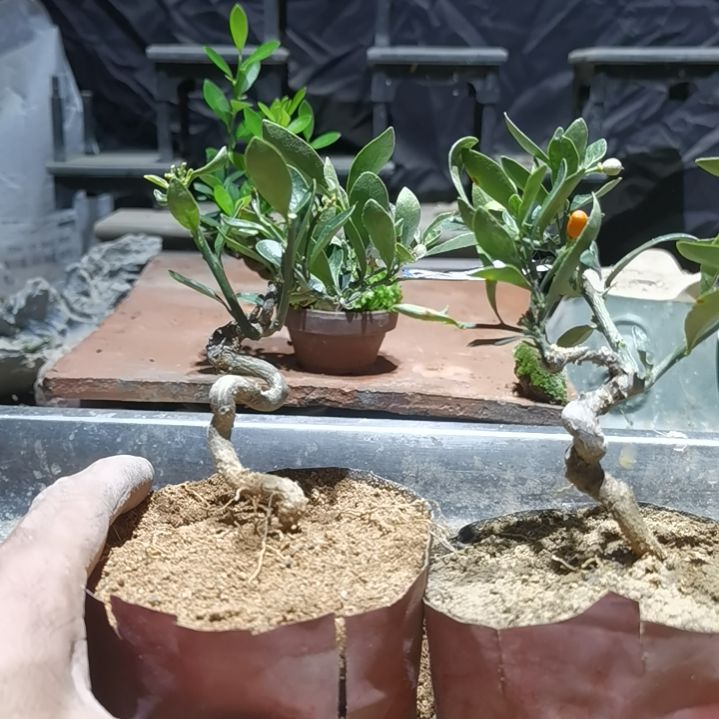 浅***蓝完全开放金豆小橘子绿植