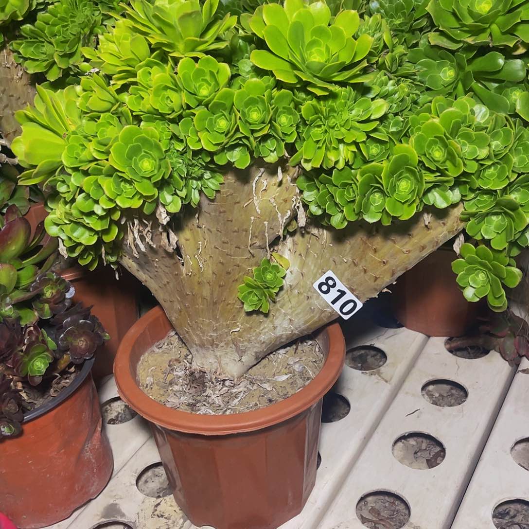 法师法师7/-34包邮法师