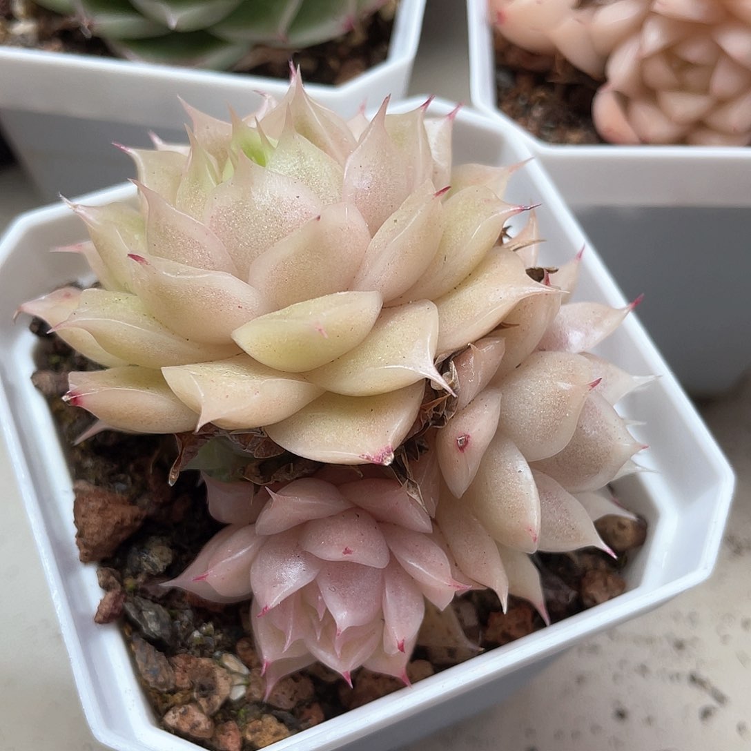 优选麦秆福利508