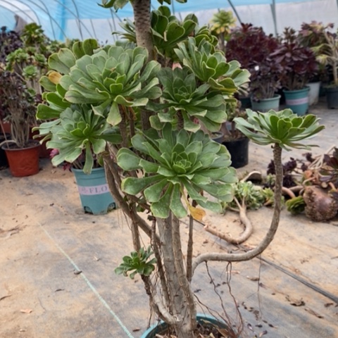 原始绿11多肉植物一物一拍