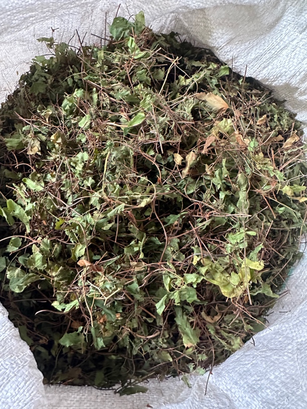 广西山货海金沙 海金沙藤 自然晾晒干货车钱