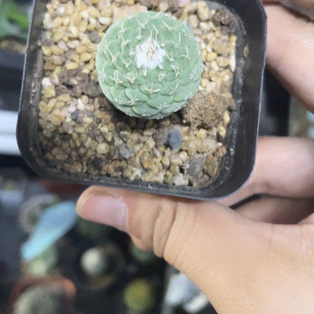 266菊水仙人球植物