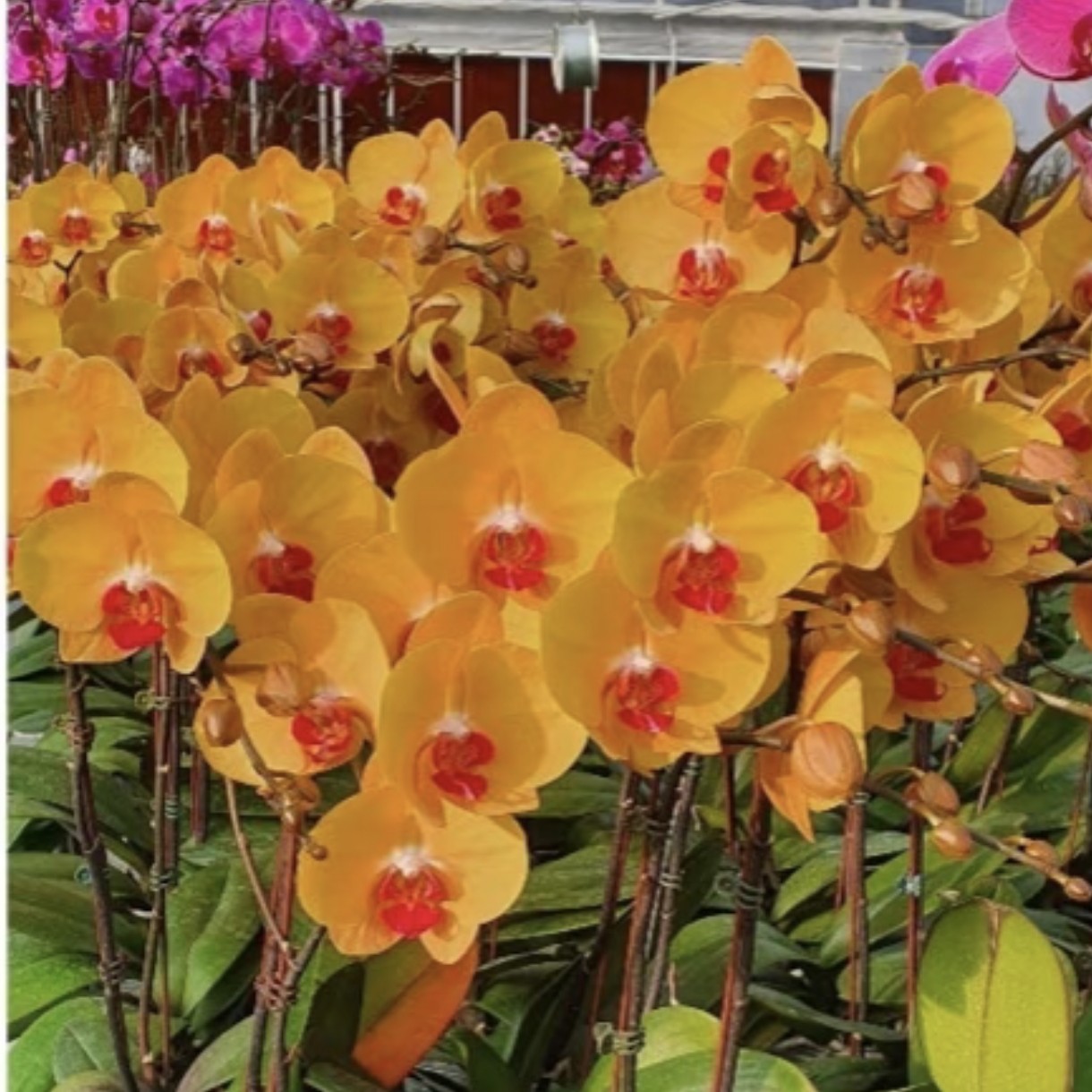 蝴蝶兰-黄金万两苗了3.0寸杯(无花)