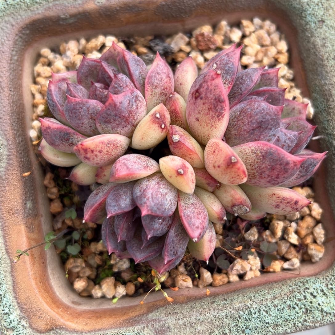 黑水晶（满38包邮）多肉