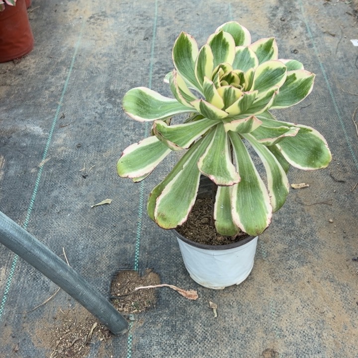 7燕子锦多肉多肉多肉