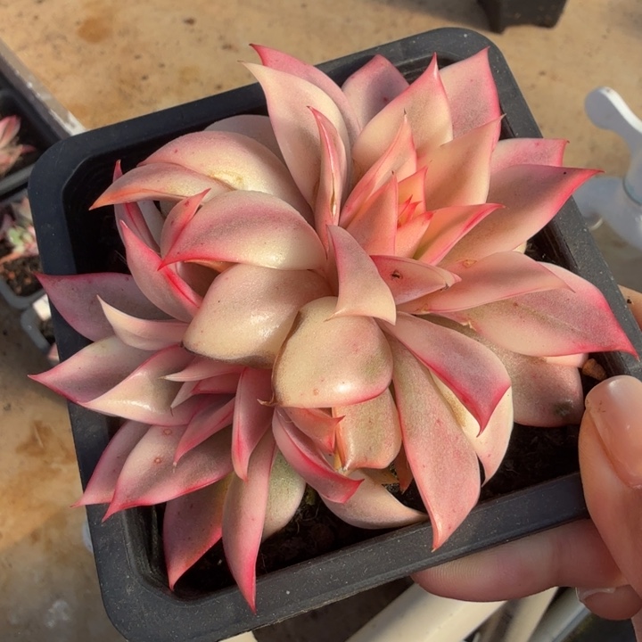 红莲锦 腹轮锦模特 