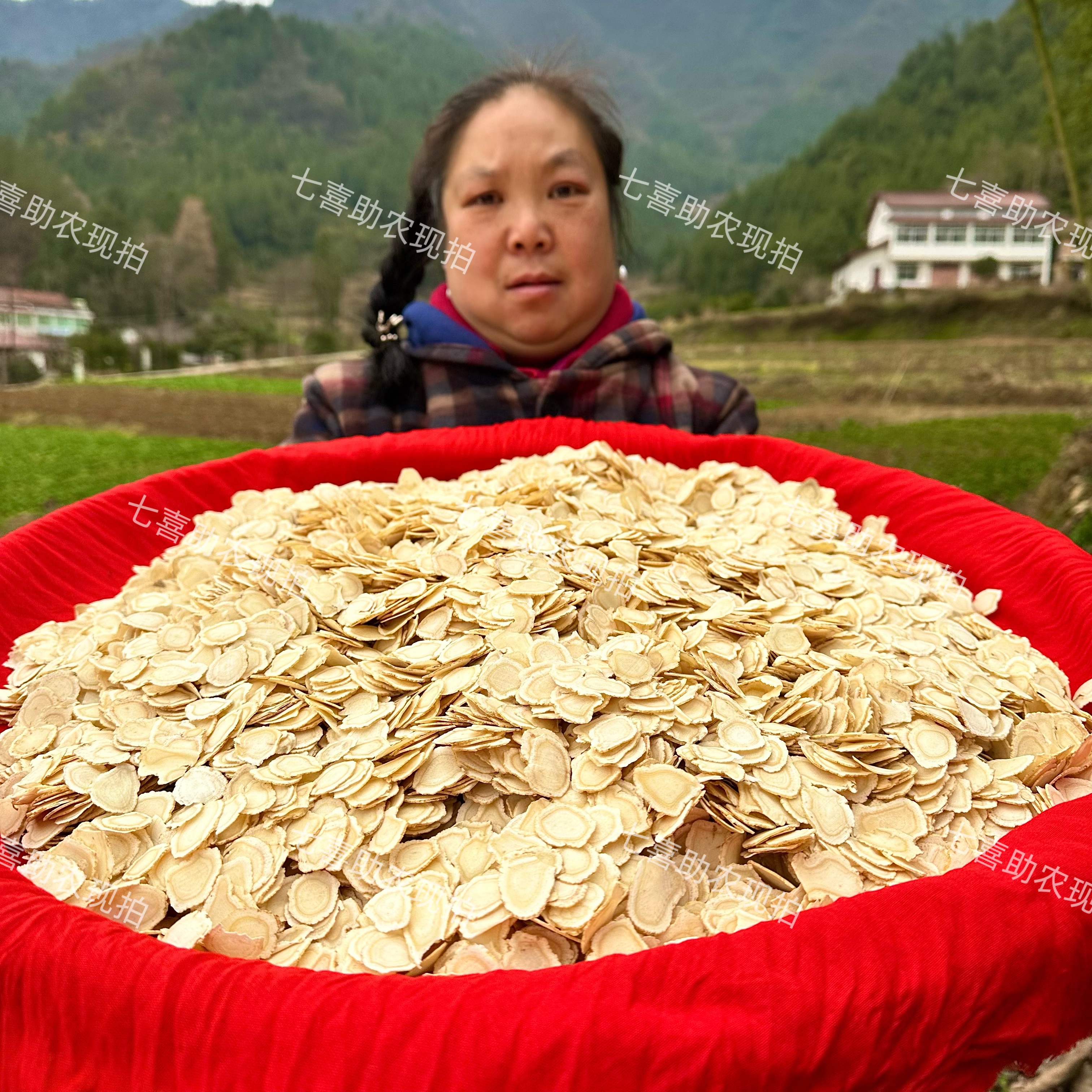 【现收西洋参】无硫切片