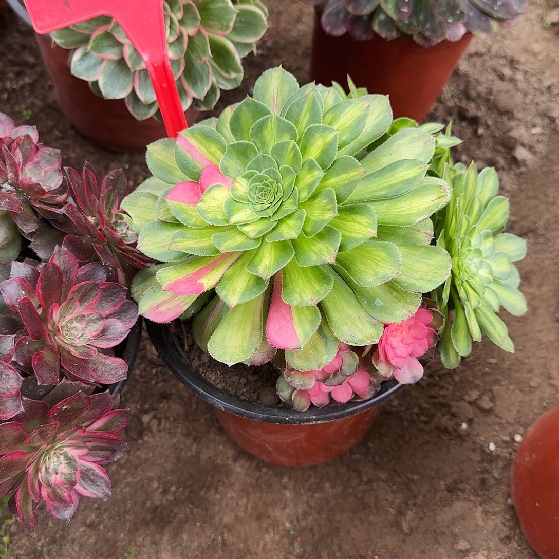 4554知否多肉法师