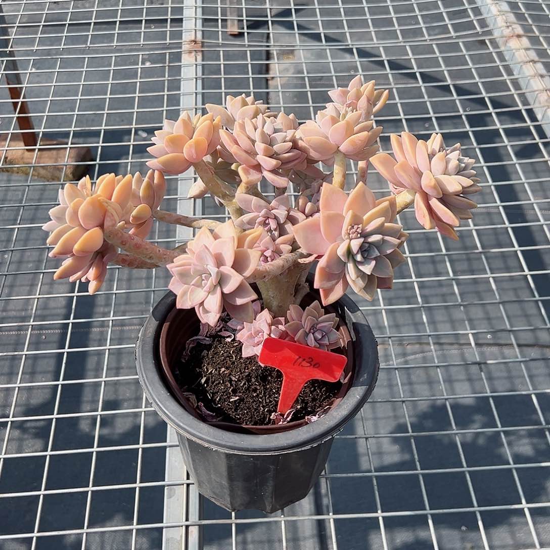 笑****李4130淡雪多肉植物