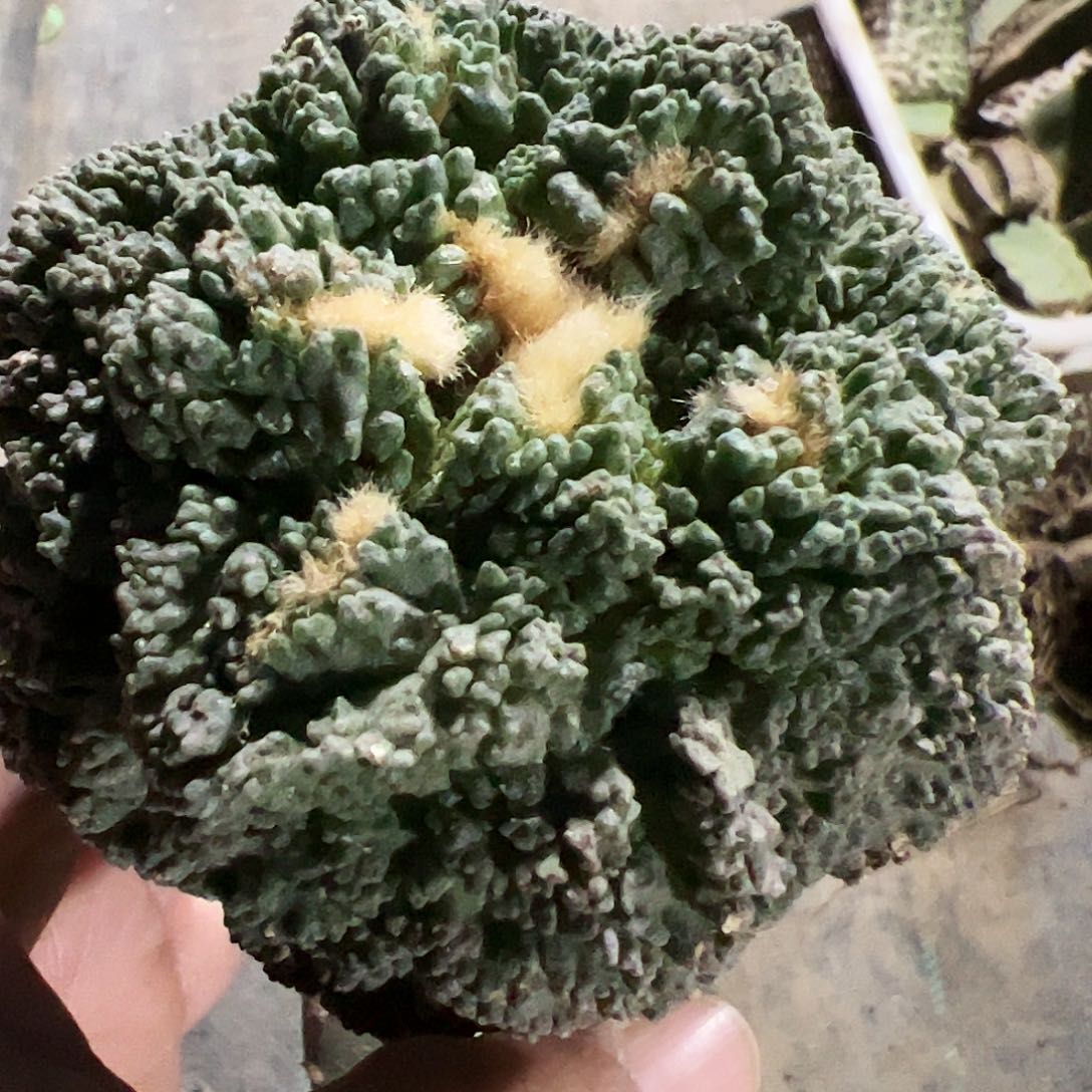 哥斯拉龟甲牡丹231