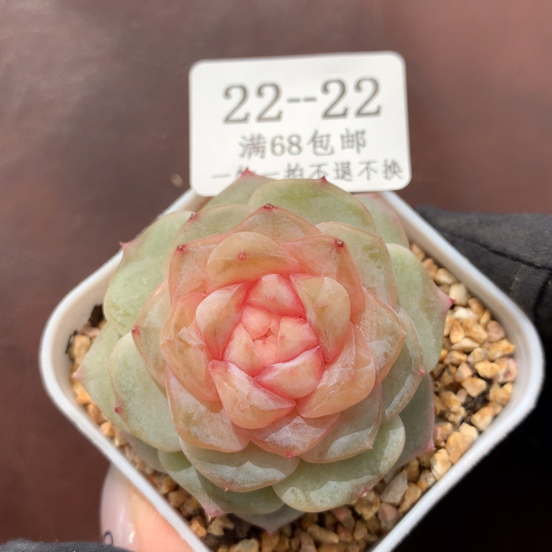 22。大富翁。珍妮糖心。4.5cm。