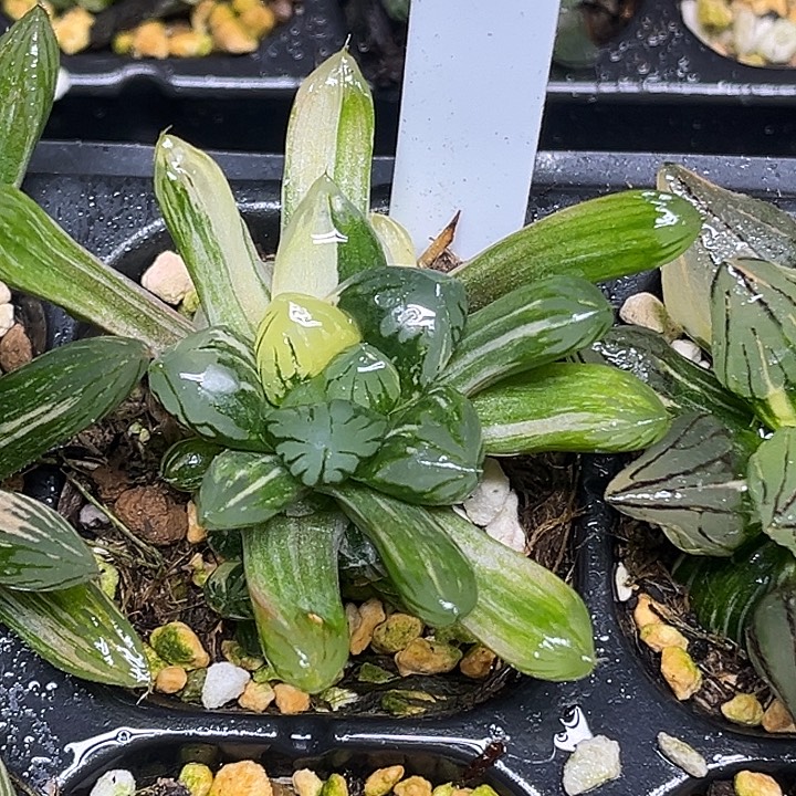 404多头红太阳玉露锦脱土发货