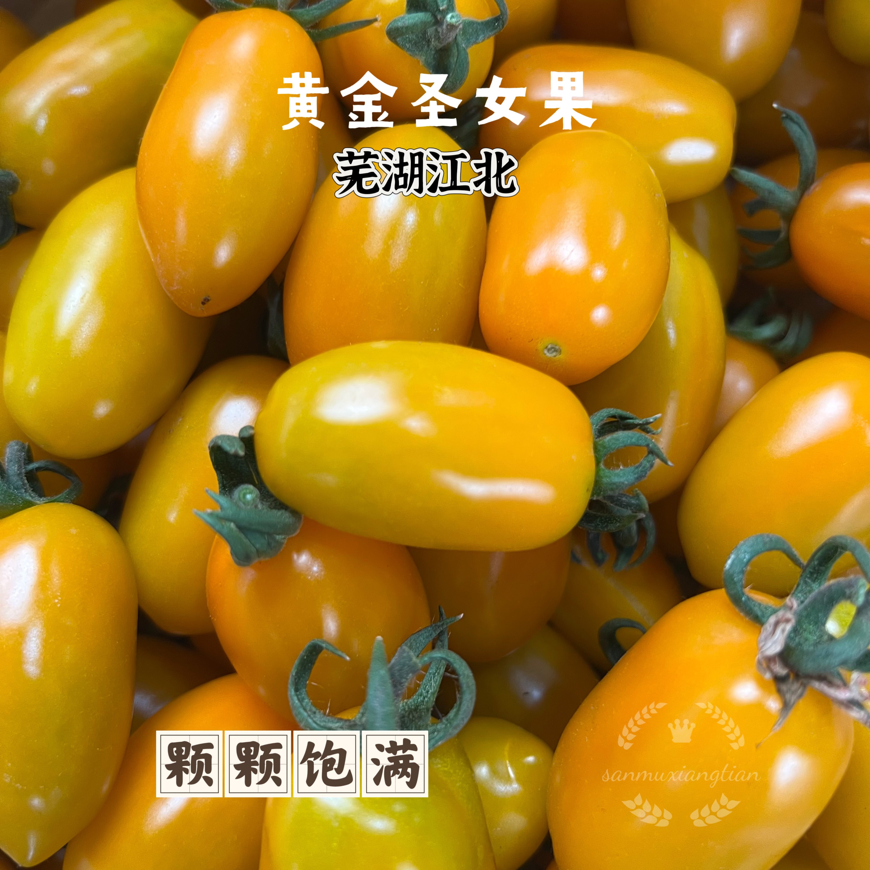安徽农家黄金圣女果小番茄现摘自然熟酸甜黄皮西红柿水果番茄直发2-4斤新鲜安徽省