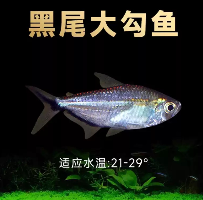黑尾大勾群游鱼草缸小型活体热带观赏鱼
