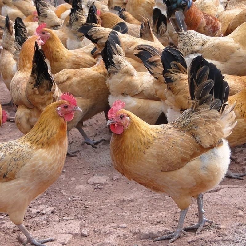 【2只散养大母鸡】淮南草土鸡 林地散养 走地鸡 活鸡 生鲜