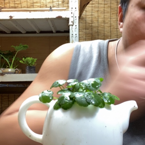 红陶一物一拍所见即所得284