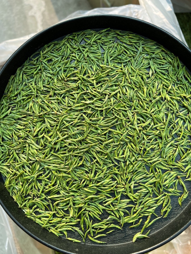 2025高山绿茶头采雀舌清香型春茶鲜爽