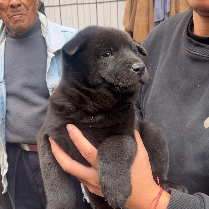 未***!中华田园犬小黑公