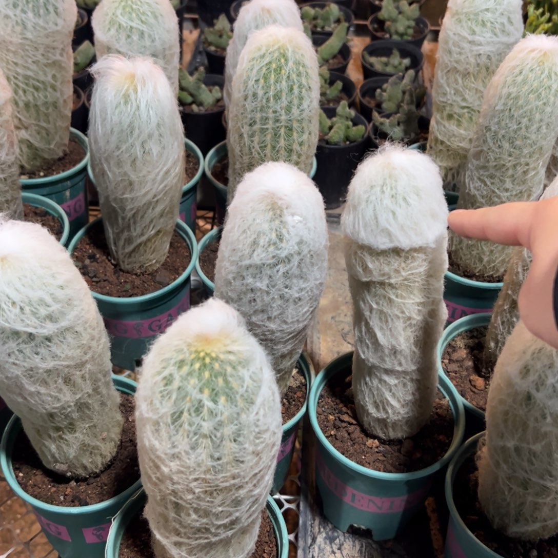 老乐单头随机一颗