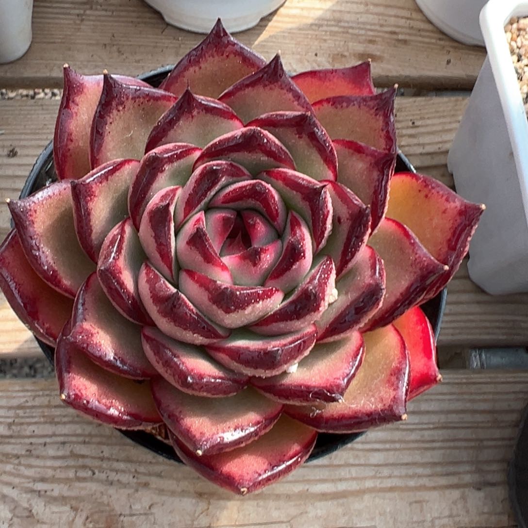 维罗妮卡多肉植物