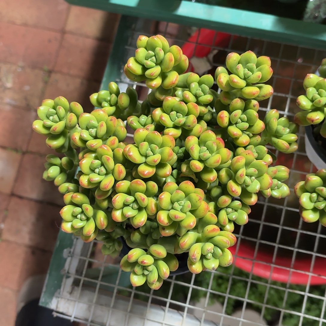 丸叶松绿香香的冠幅16㎝