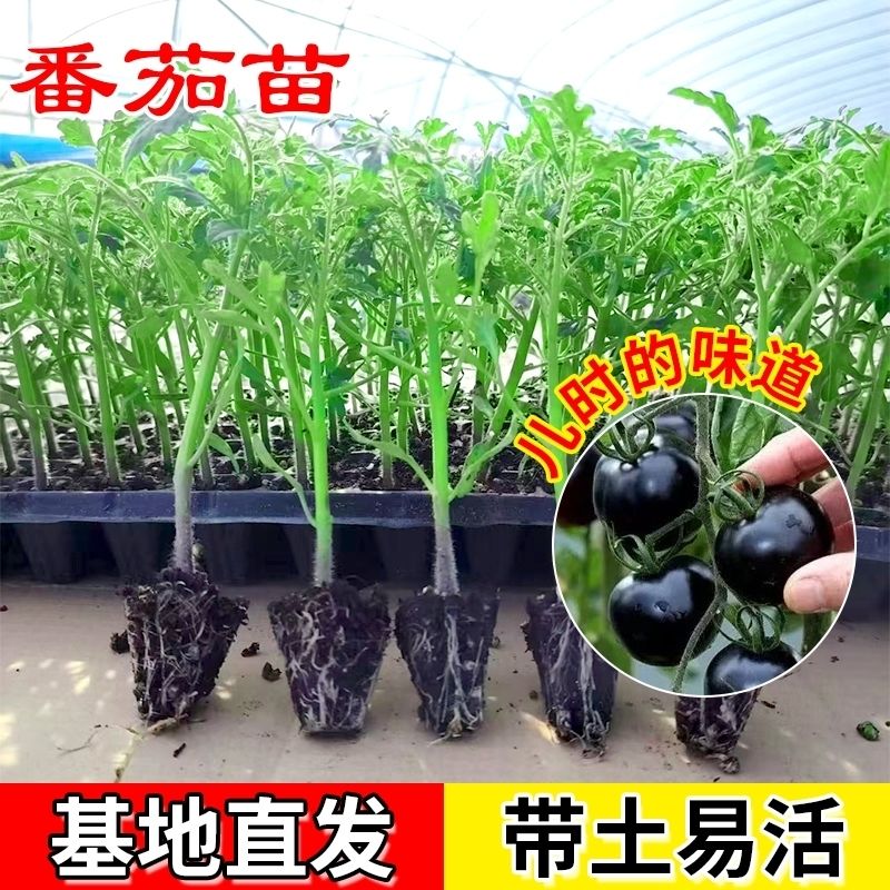 【高产辣椒苗】四季微辣特辣朝天椒螺丝椒地栽盆栽挂果抗病优质基地