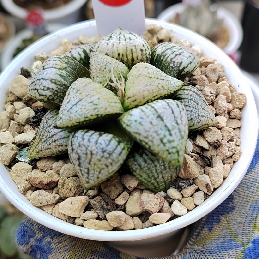 274实生白银 6.5厘米左右一物一拍带盆