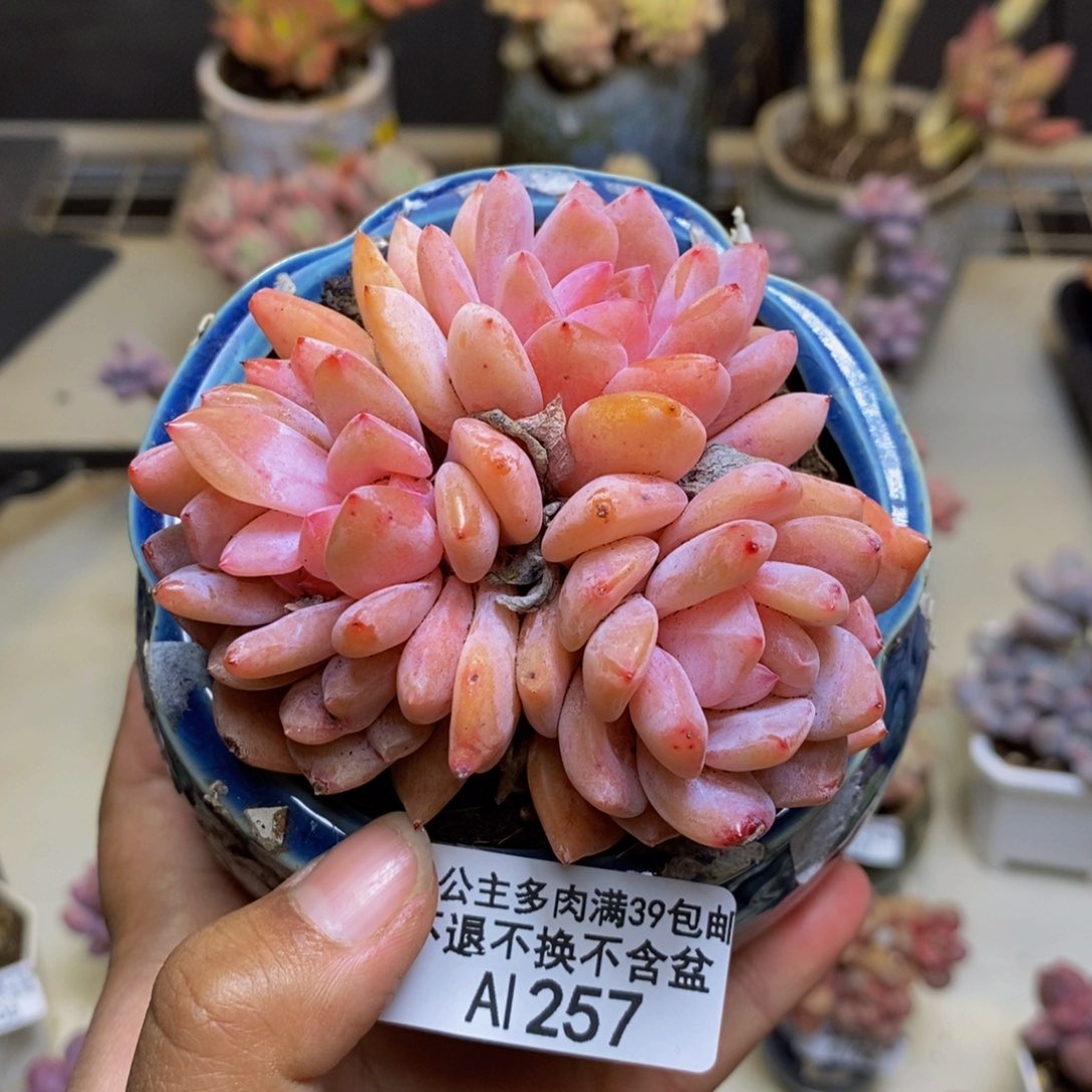 257橙梦露多肉8c m