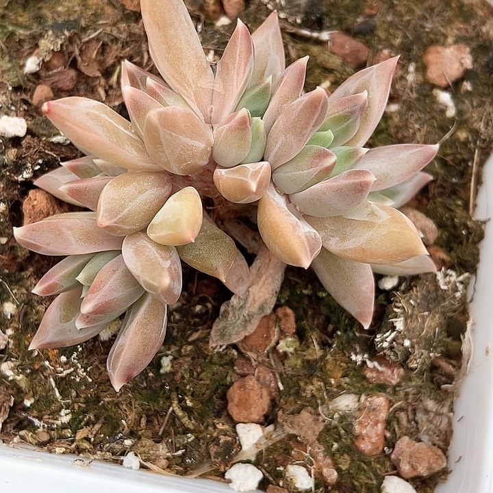 嗯*。多肉植物慕斯美人a 10