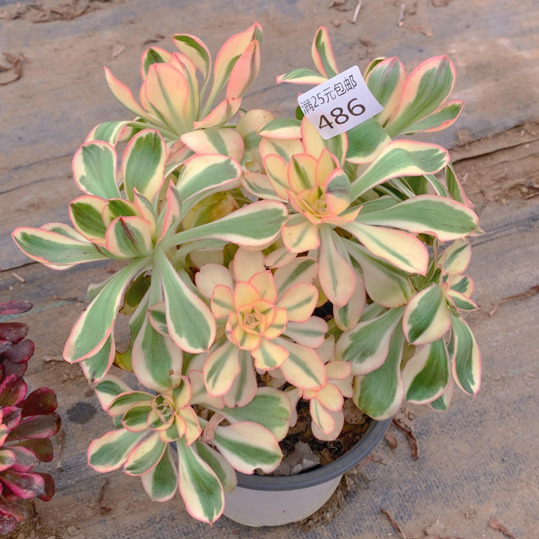 486燕姿绣球多肉植物的