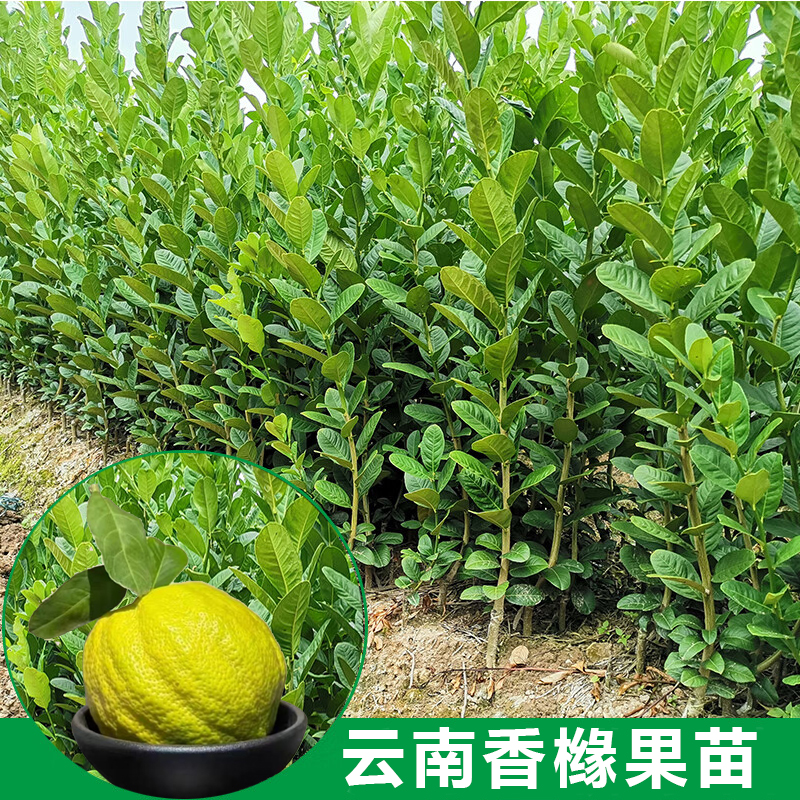 2年大苗~云南香橼果苗