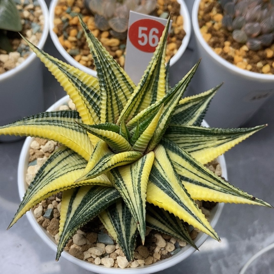 烟***渔 56琉璃殿锦11111111