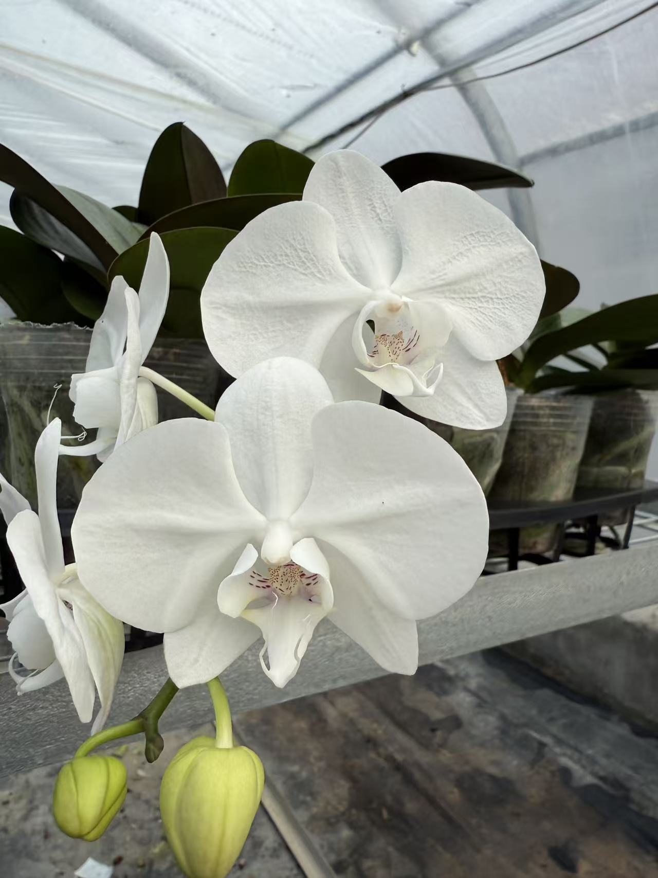 蝴蝶兰【420】3.0寸苗无花无剑纯白色中花