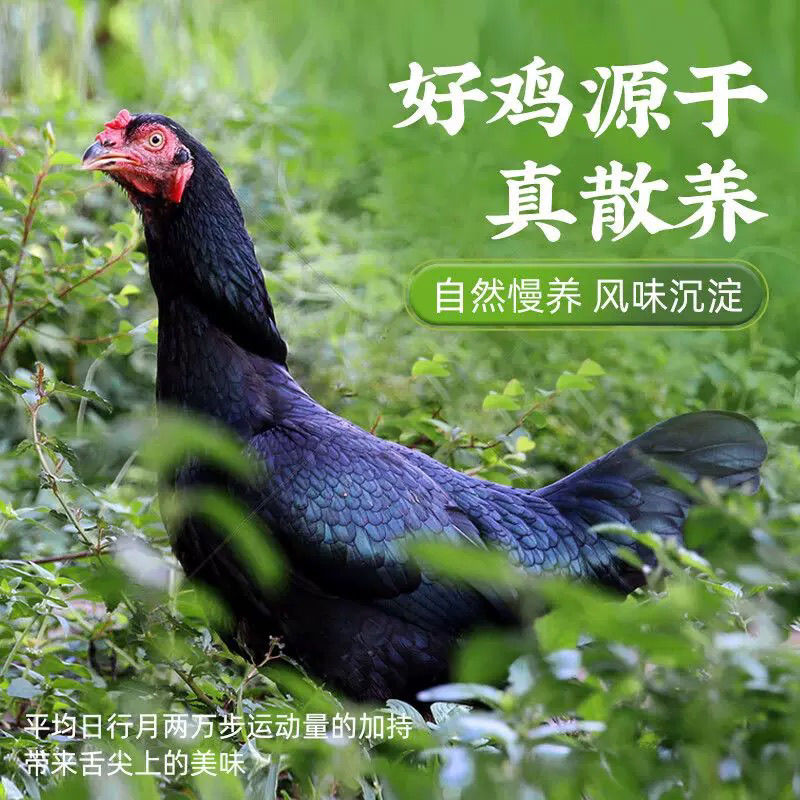 [一只老母鸡]高山散养跑山老母鸡无谷喂养3斤/整只京东顺丰发货