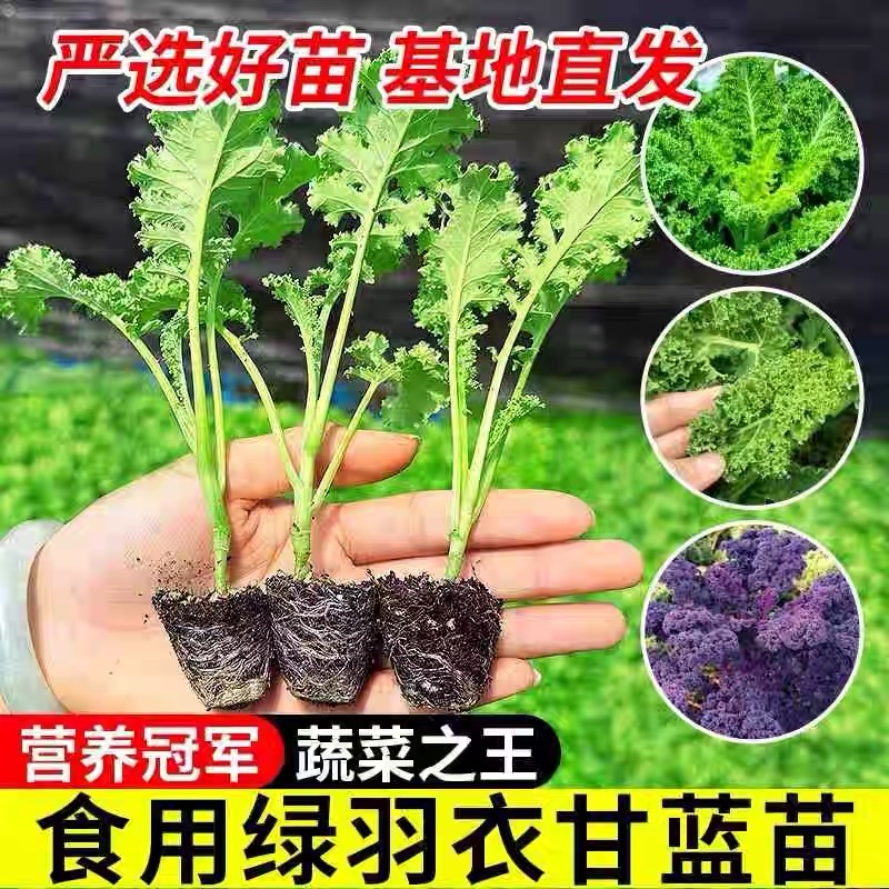 四季可食用绿羽衣甘蓝苗绿紫羽衣粉羽衣甘蓝秧苗秋冬季耐寒蔬菜苗